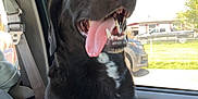 Rayleigh joined the competition — help win amazing prizes! black_dog, canine, car_interior, daylight, dog, door_panel, fence, happy_dog, leather_seat, nature, outdoor_view, parked_car, pet, seatbelt, smiling, sunlight, tongue_out, vehicle, white_patch, window
