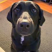 Rayleigh joined the competition — help win amazing prizes! animal, black_dog, canine, carpet, close_up, companion, curious, dog, domestic, ears, eyes, floor, furniture, home, indoor, looking_up, nose, pet, sitting, white_patch