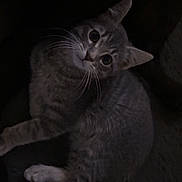 Wolfey is registered to the contest to win money with this photo: animal, cat, closeup, curious, cute, dark, domestic_animal, ears, eyes, feline, fur, indoor, looking_up, pet, portrait, shadow, sitting, striped, tabby, whiskers