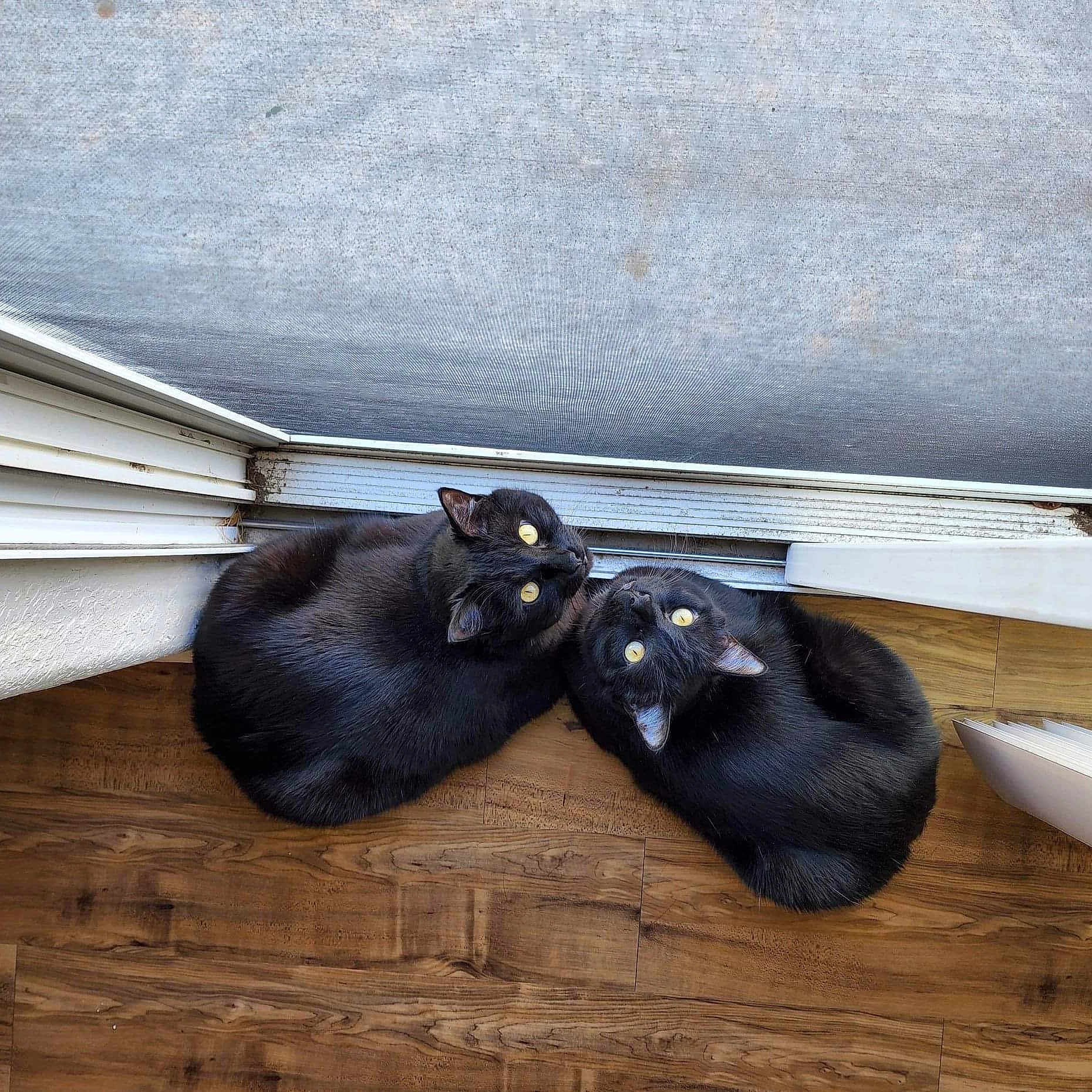 Winston And Fenix joined the competition — help win amazing prizes! animal, black_cat, cat, companion, cozy, curious, curled_up, cute, domestic_cat, feline, floor, indoor, looking_up, pet, resting, screen, two_cats, window, wood_floor, yellow_eyes