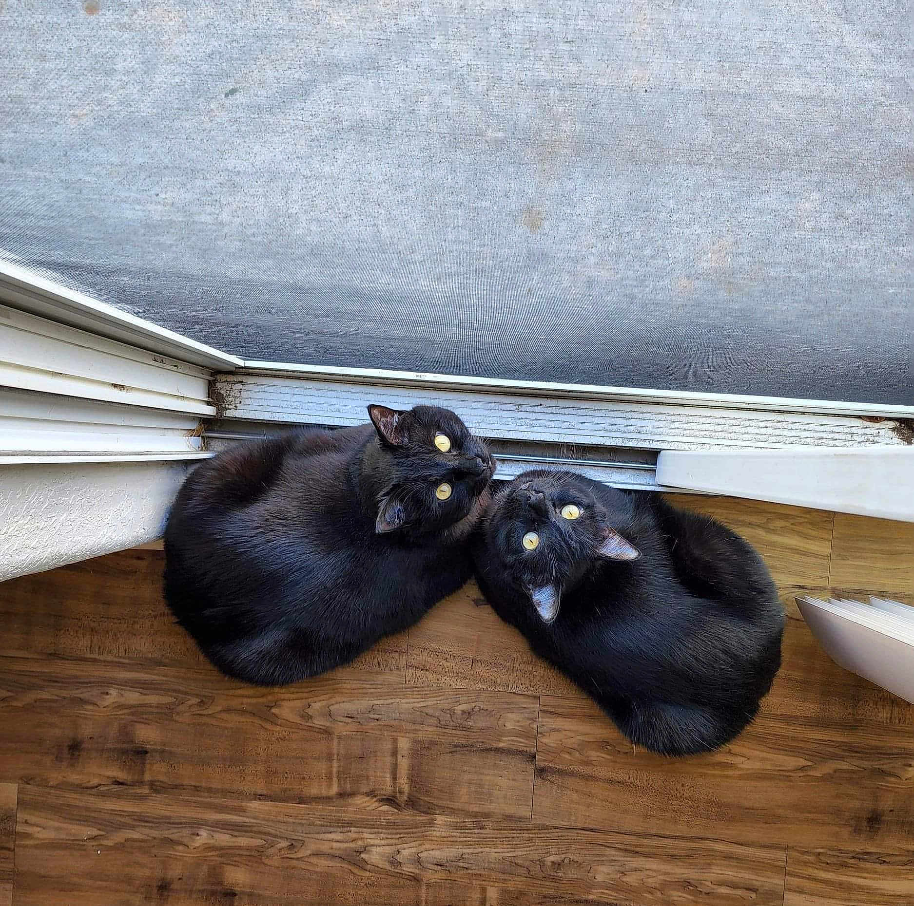 Winston And Fenix joined the competition — help win amazing prizes! animal, black_cat, cat, companion, cozy, curious, curled_up, cute, domestic_cat, feline, floor, indoor, looking_up, pet, resting, screen, two_cats, window, wood_floor, yellow_eyes