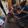dog, yorkshire_terrier, puppy, small_dog, pet, animal, portrait, close_up, fluffy, long_hair, brown, black, gray, pointy_ears, shiny_eyes, sitting, armchair, indoors, cozy, cute