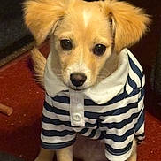 Carmelo joined the competition — help win amazing prizes! adorable, animal, black_nose, brown_eyes, close_up, cute, dog, floppy_ears, fur, golden_dog, indoors, outfit, pet, portrait, puppy, red_carpet, sailor_style, sitting, striped_clothing, sweater