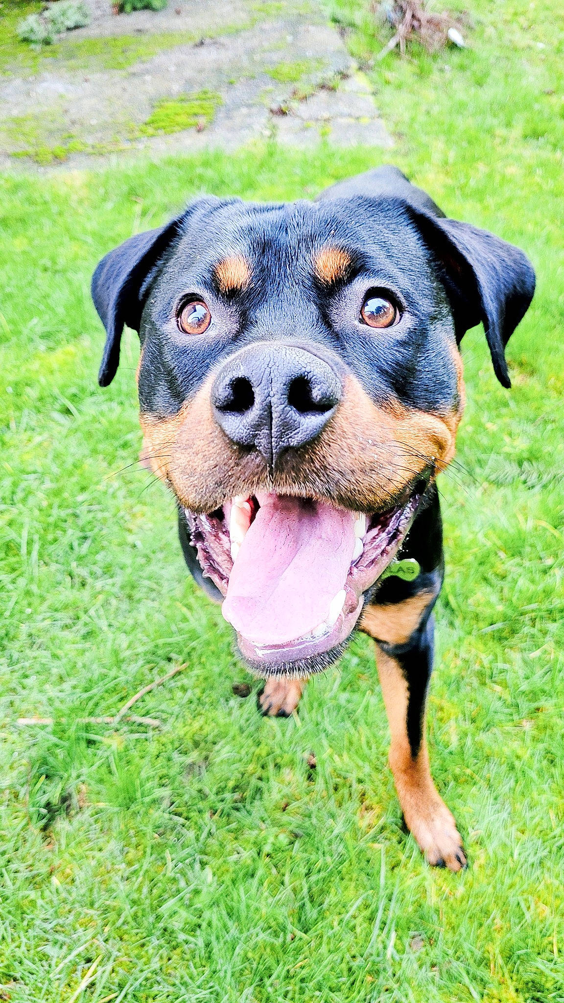 Atlas joined the competition — help win amazing prizes! canidae, carnivore, collar, companion_dog, dog, dog_breed, dog_collar, dog_supply, fawn, grass, grassland, guard_dog, hunting_dog, plant, rottweiler, snout, sporting_group, working_animal, working_dog