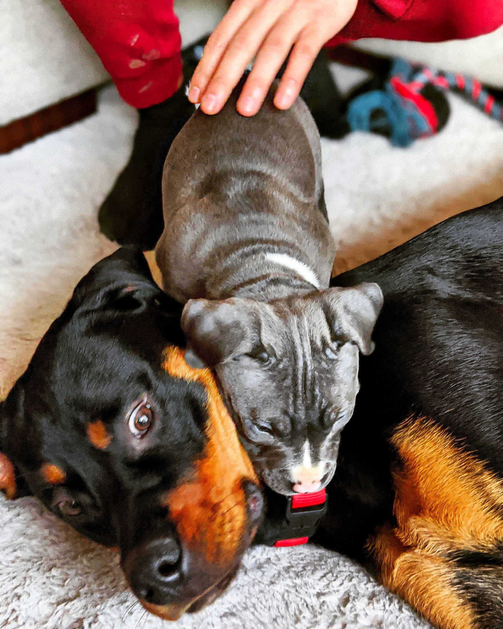 Atlas joined the competition — help win amazing prizes! canidae, carnivore, collar, comfort, companion_dog, dog, dog_breed, ear, fawn, felidae, fur, guard_dog, liver, nail, paw, snout, sporting_group, toy_dog, whiskers, working_animal