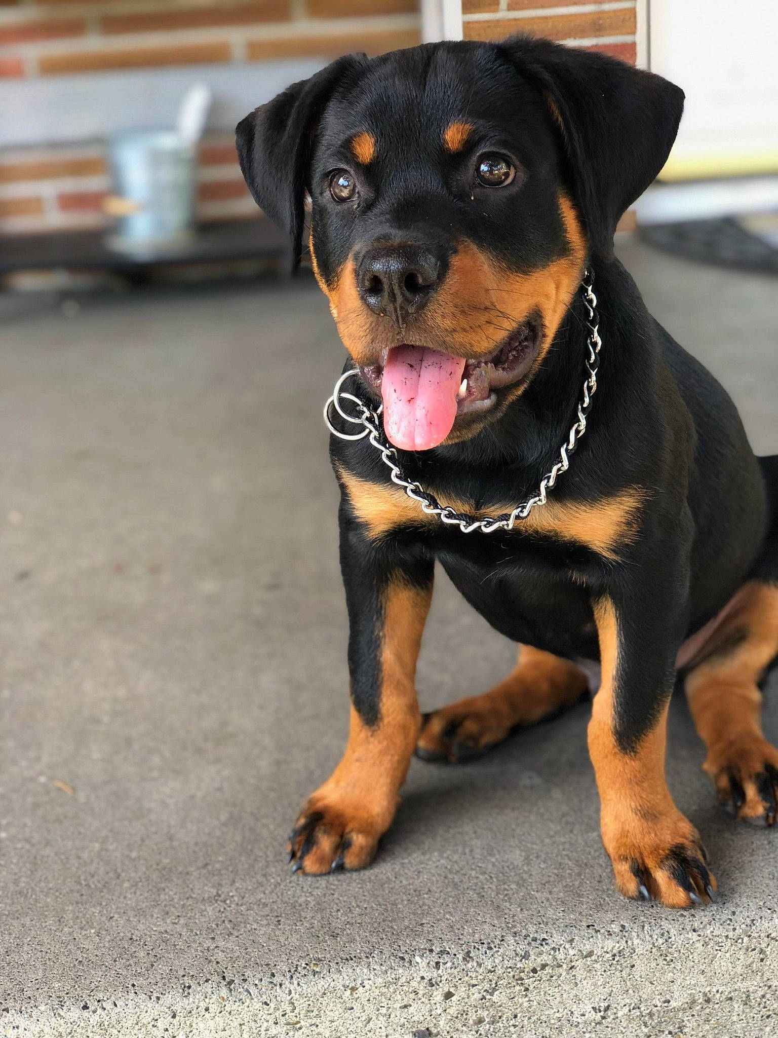 Atlas is registered to the contest to win money with this photo: asphalt, bench, canidae, carnivore, collar, companion_dog, dog, dog_breed, dog_collar, guard_dog, molosser, road_surface, rottweiler, snout, sporting_group, terrestrial_animal, working_animal, working_dog