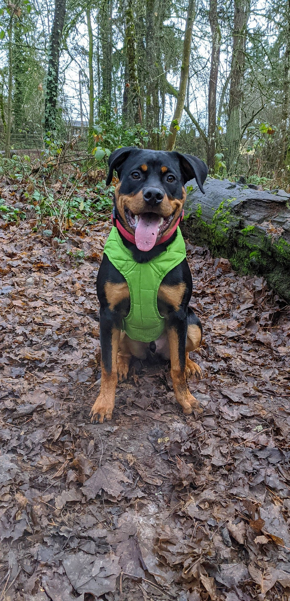 Atlas joined the competition — help win amazing prizes! canidae, carnivore, collar, companion_dog, dog, dog_breed, dog_collar, dog_supply, fawn, grass, guard_dog, hound, plant, snout, soil, sporting_group, tail, tree, working_animal, working_dog