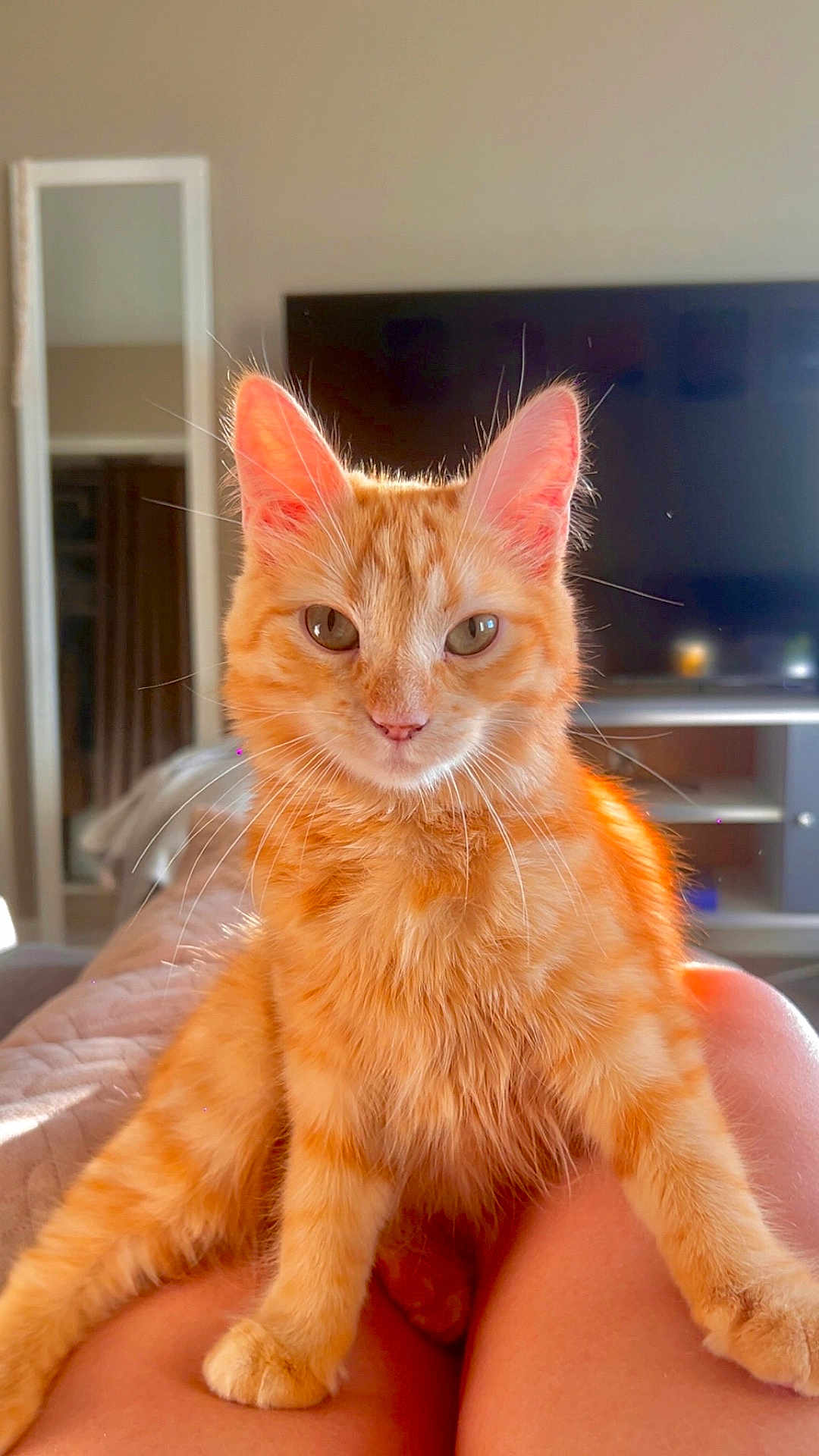 Nahya participe au concours pour gagner de l'argent avec cette photo : animal, cat, cozy, cute, domestic_cat, ears, furniture, furry, ginger_cat, indoor, legs, living_room, mirror, orange_fur, pet, portrait, relaxed, sunlight, television, whiskers