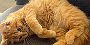 Nahya participe au concours pour gagner de l'argent avec cette photo : animal, cat, couch, cozy, curled_up, cute, domestic_cat, fluffy, furniture, home, indoor, mammal, orange_tabby, paws, pet, relaxed, resting, soft, tail, whiskers