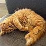 animal, cat, couch, cozy, curled_up, cute, domestic_cat, fluffy, furniture, home, indoor, mammal, orange_tabby, paws, pet, relaxed, resting, soft, tail, whiskers
