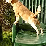 Fanta a rejoint le concours — aidez-le/la à gagner de superbes lots ! animal, back_view, brown_dog, canine, curious, daytime, dog, domestic_animal, fence, garden, grass, green_chair, nature, outdoor, pet, plastic_chair, side_view, stretching, sunlight, tail