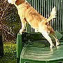 animal, back_view, brown_dog, canine, curious, daytime, dog, domestic_animal, fence, garden, grass, green_chair, nature, outdoor, pet, plastic_chair, side_view, stretching, sunlight, tail
