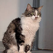 Smooky a rejoint le concours — aidez-le/la à gagner de superbes lots ! cat, fluffy, green_eyes, sitting, alert, indoor, wooden_ledge, fur_pattern, pet, animal, feline, portrait, close_up, domestic_cat, whiskers, paws, curious, soft_light, quiet, calm