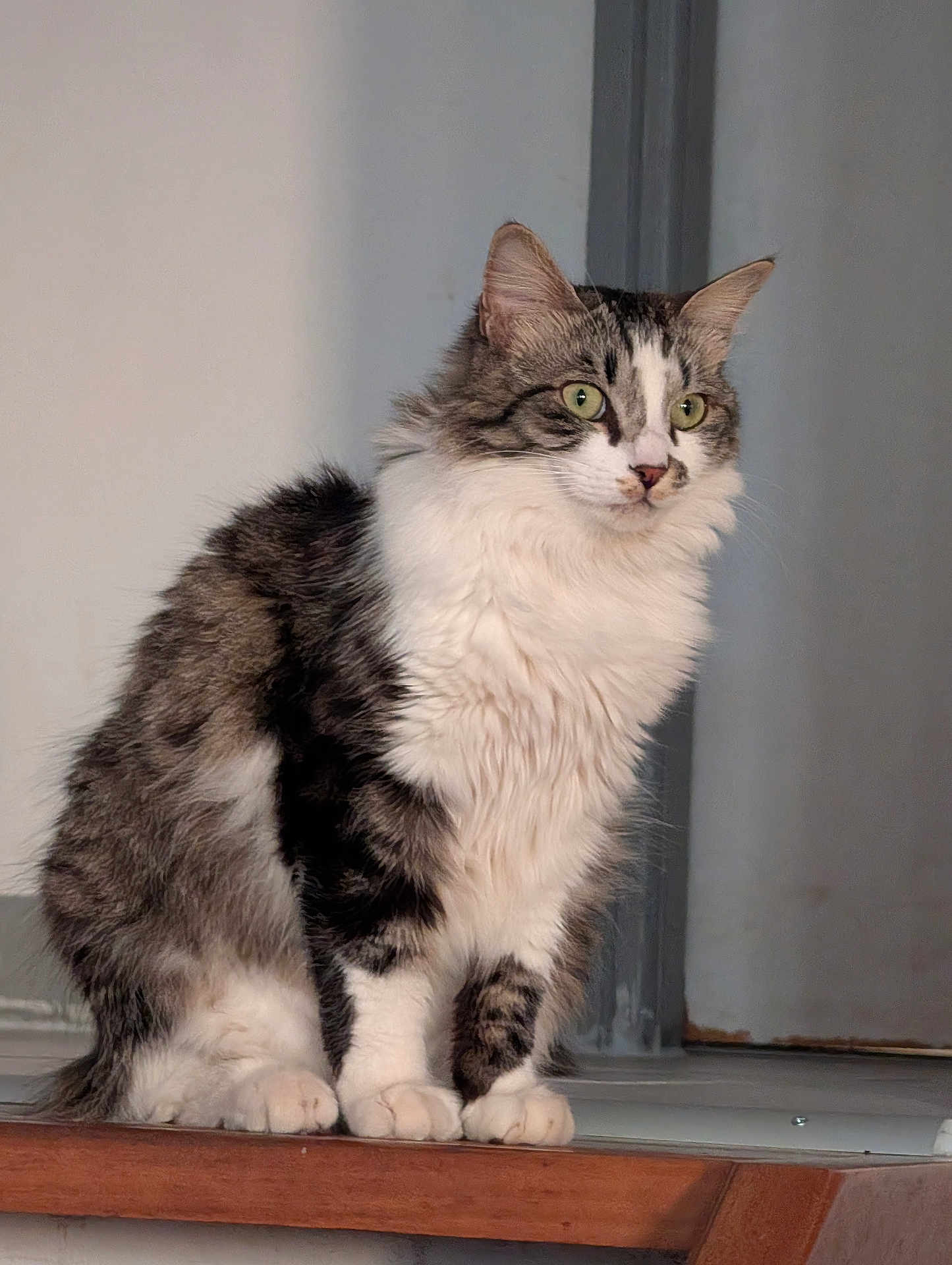 Smooky a rejoint le concours — aidez-le/la à gagner de superbes lots ! cat, fluffy, green_eyes, sitting, alert, indoor, wooden_ledge, fur_pattern, pet, animal, feline, portrait, close_up, domestic_cat, whiskers, paws, curious, soft_light, quiet, calm