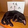 Solitaire a rejoint le concours — aidez-le/la à gagner de superbes lots ! black_cat, sleeping_cat, cat, feline, wooden_surface, indoor, pet, animal, curled_up, resting, cute, fur, whiskers, paw, ear, calligraphy, decor, peaceful, cozy, quiet