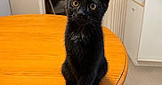 Solitaire participe au concours pour gagner de l'argent avec cette photo : black_cat, kitten, pet, animal, table, wooden_table, indoor, furniture, crossed_paws, curious, ears, eyes, whiskers, domestic_cat, cute, small, sitting, home, floor, cabinet