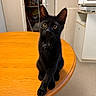 black_cat, kitten, pet, animal, table, wooden_table, indoor, furniture, crossed_paws, curious, ears, eyes, whiskers, domestic_cat, cute, small, sitting, home, floor, cabinet