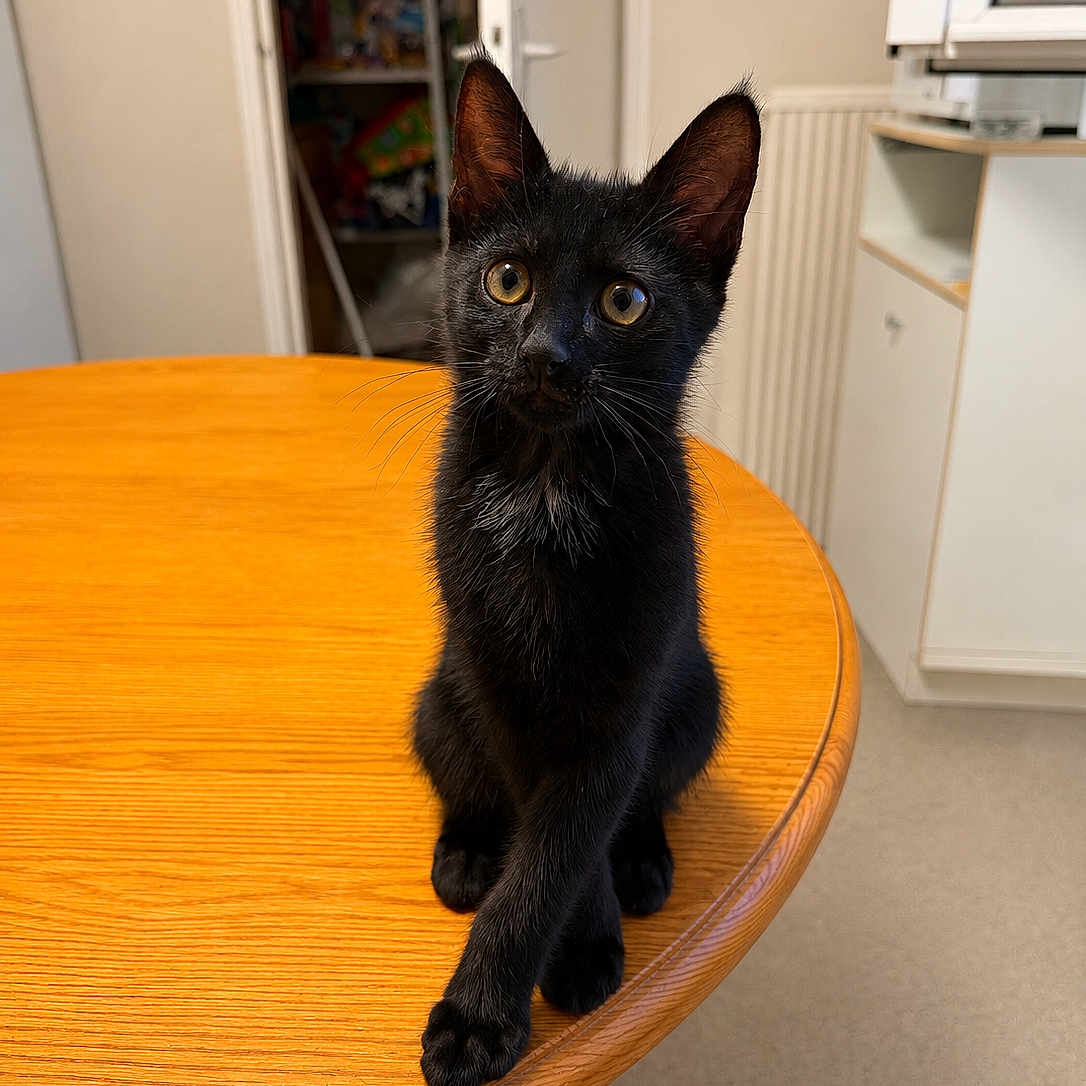 Solitaire participe au concours pour gagner de l'argent avec cette photo : black_cat, kitten, pet, animal, table, wooden_table, indoor, furniture, crossed_paws, curious, ears, eyes, whiskers, domestic_cat, cute, small, sitting, home, floor, cabinet
