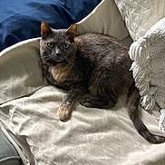 Olive is registered to the contest to win money with this photo: animal, blanket, cat, comfortable, couch, cozy, curious, feline, fur, green_eyes, home, indoor, pet, pillow, relaxed, resting, soft, tail, tortoiseshell, whiskers