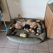 Ina a rejoint le concours — aidez-le/la à gagner de superbes lots ! animal, bed, black, brown, canine, collar, cozy, cute, dog, floor, furniture, home, indoor, lying_down, pet, playful, relaxed, tile, toy, white
