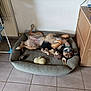 animal, bed, black, brown, canine, collar, cozy, cute, dog, floor, furniture, home, indoor, lying_down, pet, playful, relaxed, tile, toy, white