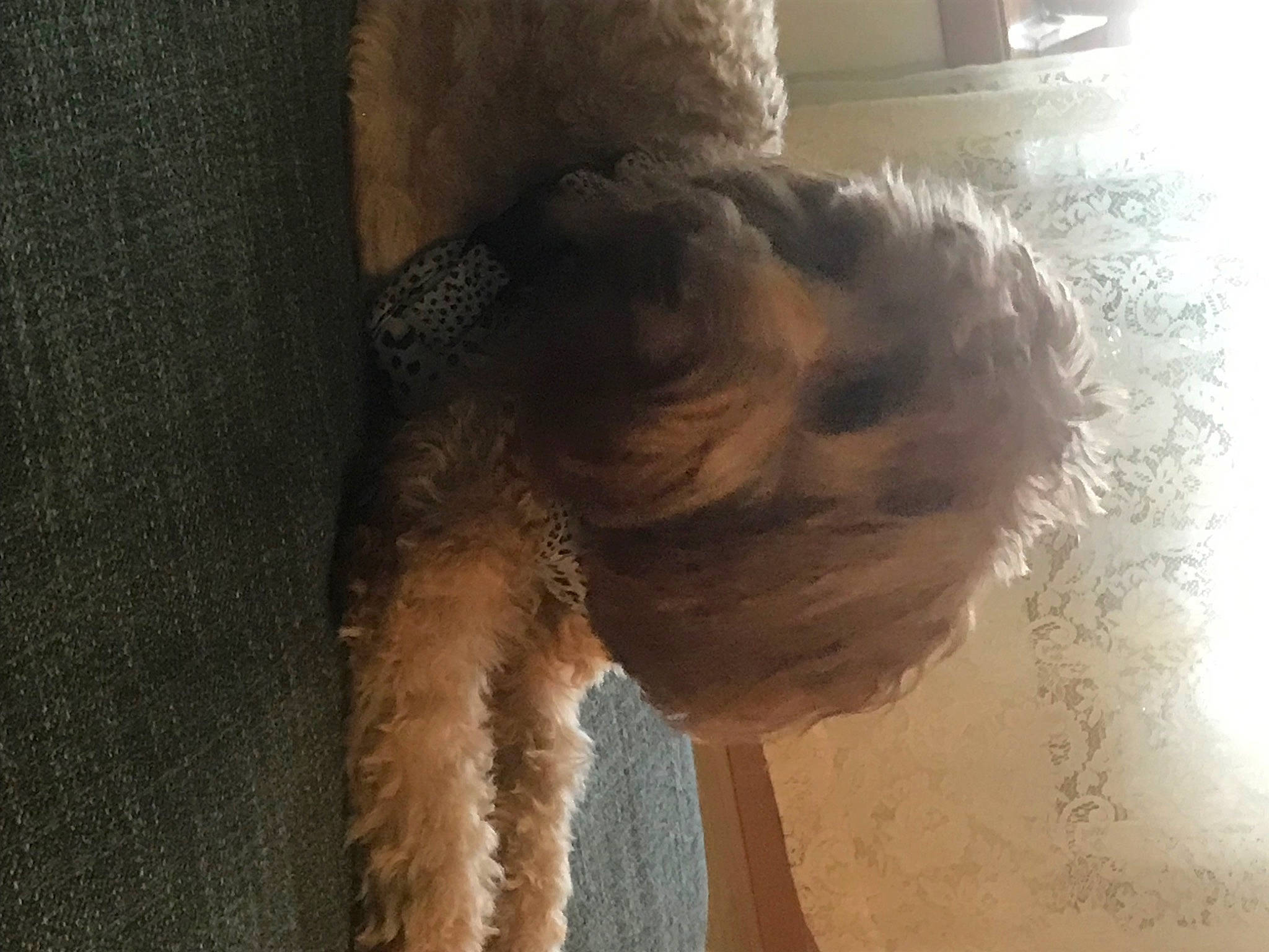 Lucy is registered to the contest to win money with this photo: canidae, carnivore, companion_dog, dog, dog_breed, fawn, fur, heat, liver, livestock, non_sporting_group, pet_supply, snout, sporting_group, tail, terrier, toy_dog, wood, working_animal