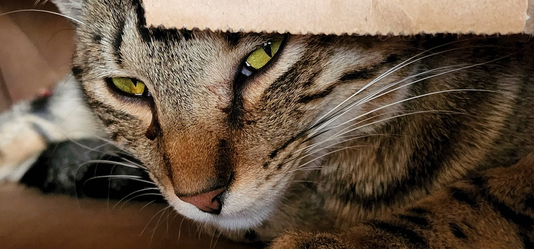 Arizona is registered to the contest to win money with this photo: carnivore, cat, close_up, domestic_short_haired_cat, felidae, fur, grass, small_to_medium_sized_cats, snout, terrestrial_animal, whiskers, wildlife