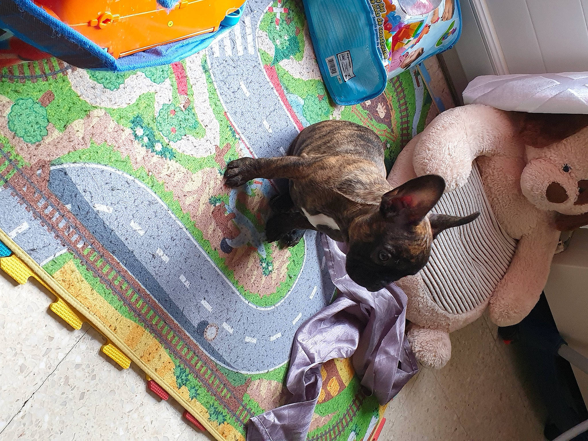 Saïko a rejoint le concours — aidez-le/la à gagner de superbes lots ! bag, carnivore, comfort, companion_dog, dog_breed, fawn, felidae, flooring, linens, mammal, pattern, room, small_to_medium_sized_cats, sporting_group, textile, toy_dog, wood, working_animal