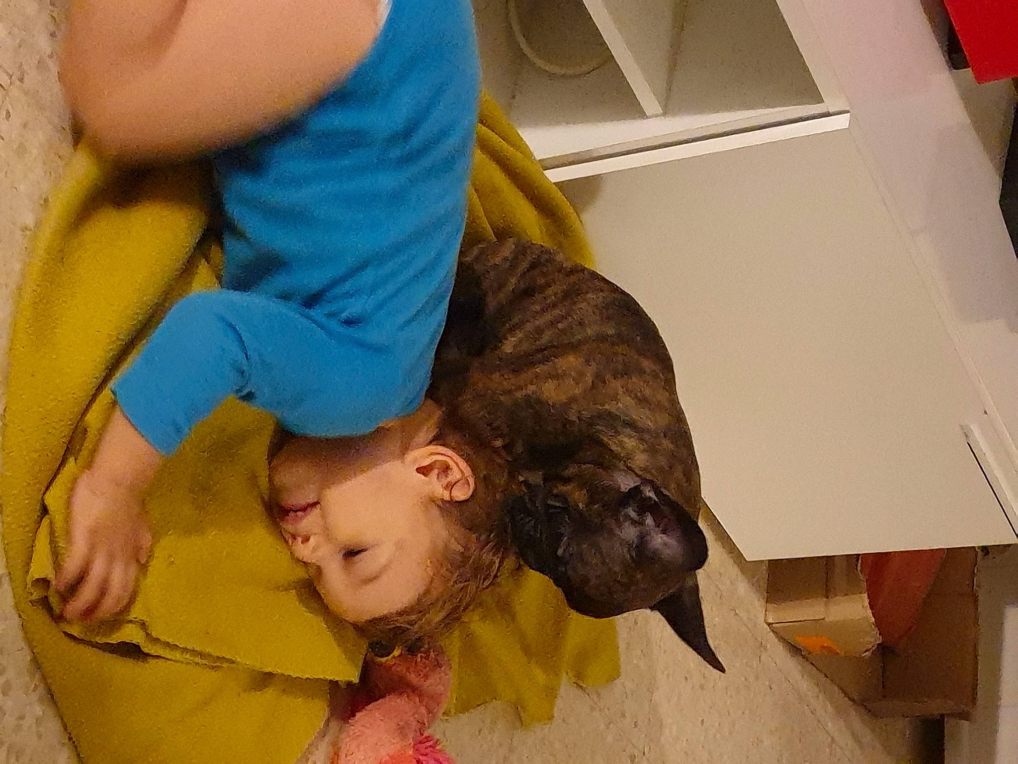 Saïko participe au concours pour gagner de l'argent avec cette photo : chair, child, comfort, ear, elbow, flooring, fun, fur, gesture, hair_coloring, human_leg, leisure, long_hair, mammal, mouth, room, snapshot, sporting_group, toddler, visual_arts