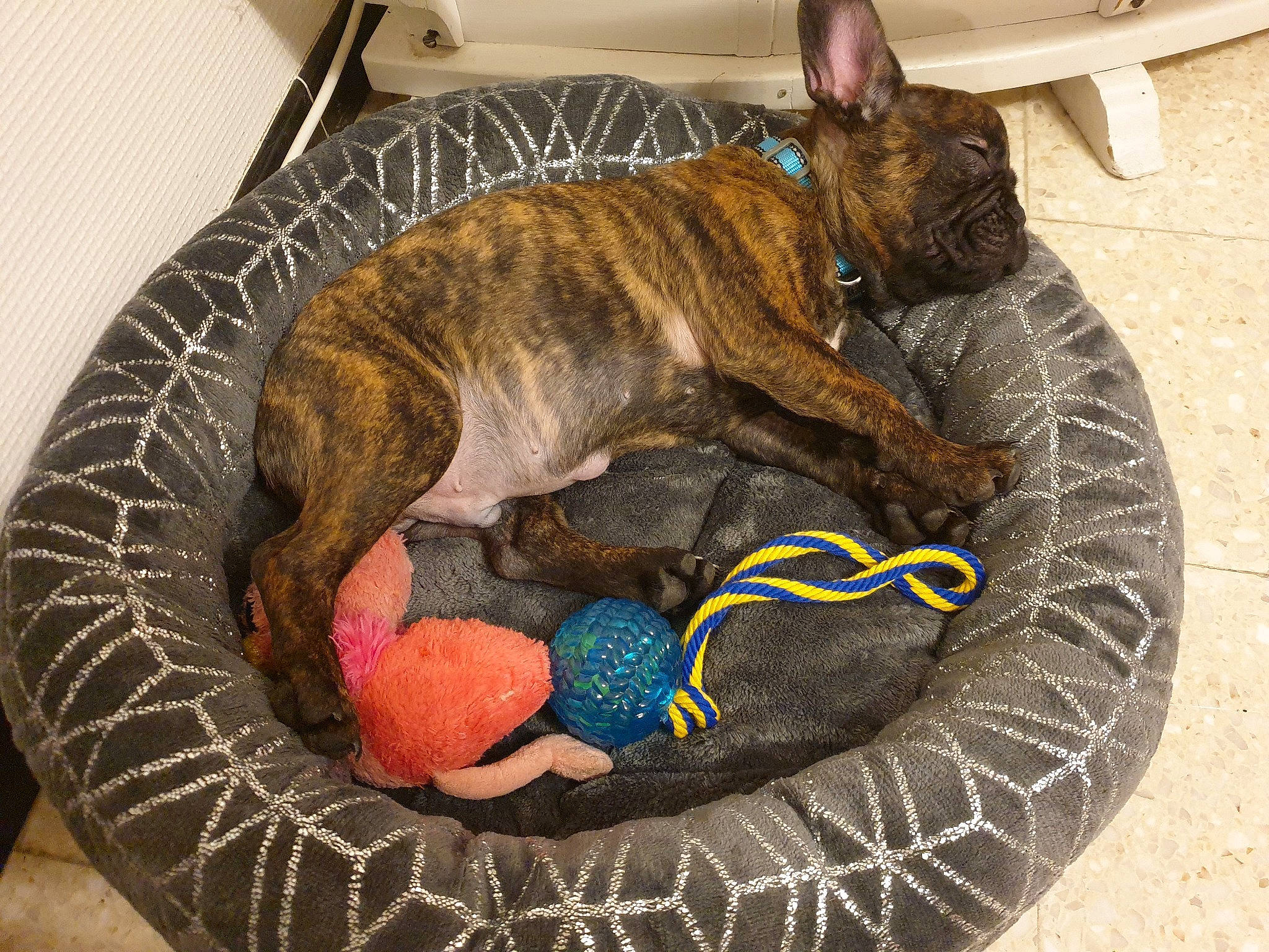 Saïko a rejoint le concours — aidez-le/la à gagner de superbes lots ! bean_bag, canidae, carnivore, cat_bed, comfort, companion_dog, dog, dog_bed, dog_breed, dog_supply, fawn, liver, non_sporting_group, pet_supply, snout, sporting_group, tail, terrestrial_animal, treeing_tennessee_brindle, whiskers