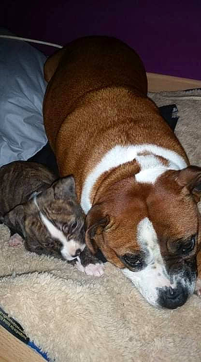 Laslo a rejoint le concours — aidez-le/la à gagner de superbes lots ! canidae, cardigan_welsh_corgi, carnivore, collar, comfort, companion_dog, couch, dog, dog_bed, dog_breed, dog_supply, fawn, fur, linens, non_sporting_group, sporting_group, terrestrial_animal, whiskers, window, working_animal