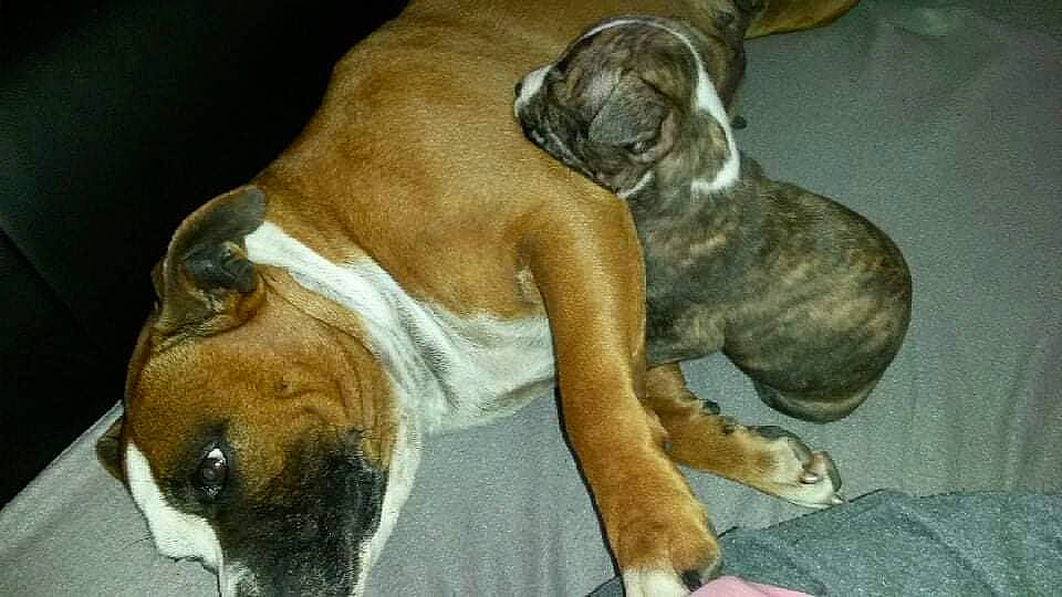 Laslo participe au concours pour gagner de l'argent avec cette photo : ancient_dog_breeds, bored, canidae, carnivore, collar, comfort, companion_dog, dog, dog_breed, fawn, paw, pet_supply, snout, sporting_group, tail, terrestrial_animal, whiskers, working_animal, working_dog, wrinkle