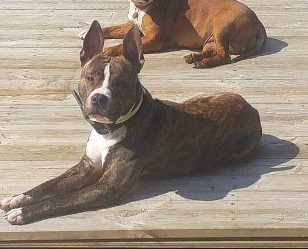 Laslo a rejoint le concours — aidez-le/la à gagner de superbes lots ! ancient_dog_breeds, canidae, carnivore, collar, comfort, companion_dog, dog, dog_breed, dog_collar, fawn, liver, paw, snout, sporting_group, tail, terrestrial_animal, whiskers, window, wood, working_animal