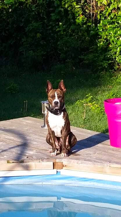 Laslo a rejoint le concours — aidez-le/la à gagner de superbes lots ! canidae, carnivore, collar, companion_dog, dog, dog_breed, dog_collar, fawn, grass, leisure, liver, outdoor_furniture, pet_supply, plant, snout, sporting_group, table, tail, water, working_animal