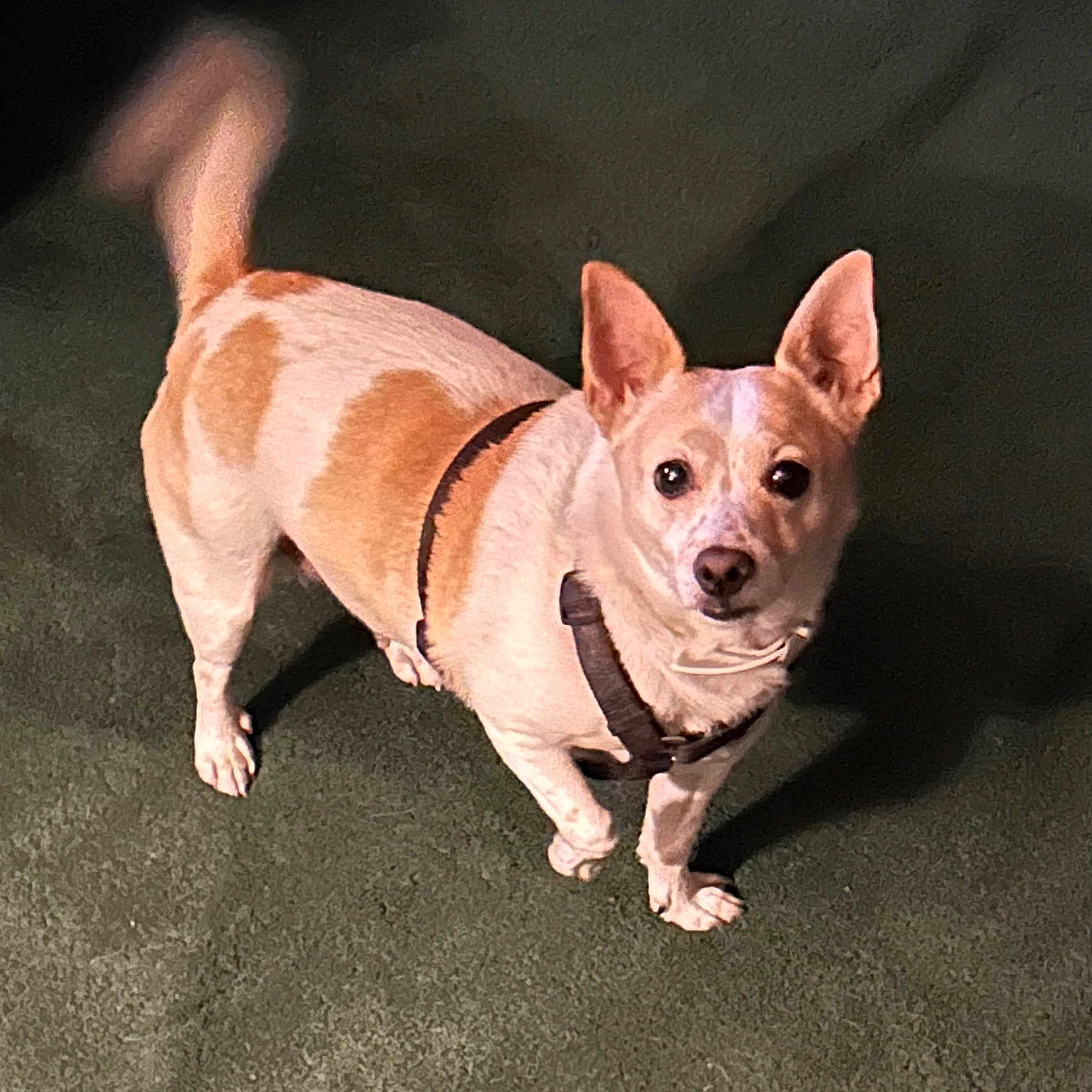 Gus is registered to the contest to win money with this photo: accessories, animal, bulldog, canine, chihuahua, dog, harness, hound, husky, leash, pet, pitbull, puppy, snout, strap, whitedog