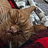 Nala joined the competition — help win amazing prizes! cat, ginger_cat, sleeping, close_up, whiskers, nose, ear, feline, pet, cozy, blanket, fabric, texture, indoor, resting, relaxed, fur, animal, cute, peaceful