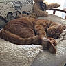 cat, ginger_cat, sleeping, blanket, chair, wooden_chair, pillow, birds, decorative_pillow, cozy, indoor, pet, feline, resting, fur, whiskers, tail, home, relaxation, nap