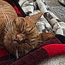 cat, sleeping, ginger_cat, whiskers, blanket, cozy, nap, pet, fur, close_up, indoor, resting, soft, comfort, animal, cute, relaxation, warm, feline, domestic_animal