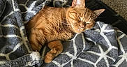 Nala is registered to the contest to win money with this photo: animal, blanket, carpet, cat, comfort, cozy, cute, domestic_cat, fur, gray, indoor, orange_tabby, patterned_blanket, pet_bed, relaxing, resting, sleeping, soft_texture, warm_tones, white