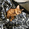 Nala is registered to the contest to win money with this photo: cat, orange_tabby, sleeping, blanket, patterned_blanket, cozy, pet_bed, carpet, indoor, resting, fur, cute, animal, domestic_cat, relaxing, soft_texture, comfort, warm_tones, gray, white