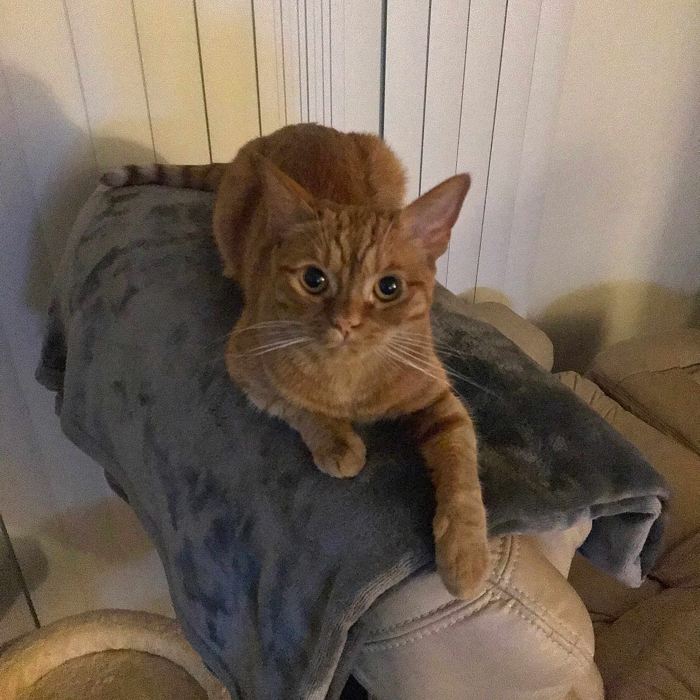 Nala