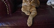 Nala is registered to the contest to win money with this photo: cat, orange_tabby, leather_chair, indoor, feline, pet, relaxed, paw, whiskers, fur, animal, home, cozy, blanket, resting, looking_at_camera, sitting, living_room, domestic_cat, comfortable