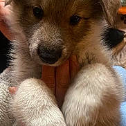 Kova is registered to the contest to win money with this photo: animal, background, brown, closeup, cozy, curious, cute, dog, ears, face, fluffy, fur, hand, holding, indoors, paws, pet, puppy, soft, white