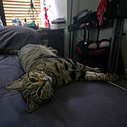 Tabbi is registered to the contest to win money with this photo: cat, tabby_cat, bed, pillow, lamp, window_blinds, nightstand, indoor, striped_fur, whiskers, relaxed, cute, pet, furniture, soft_light, stretched_out, gazing, cozy, home_interior, portrait