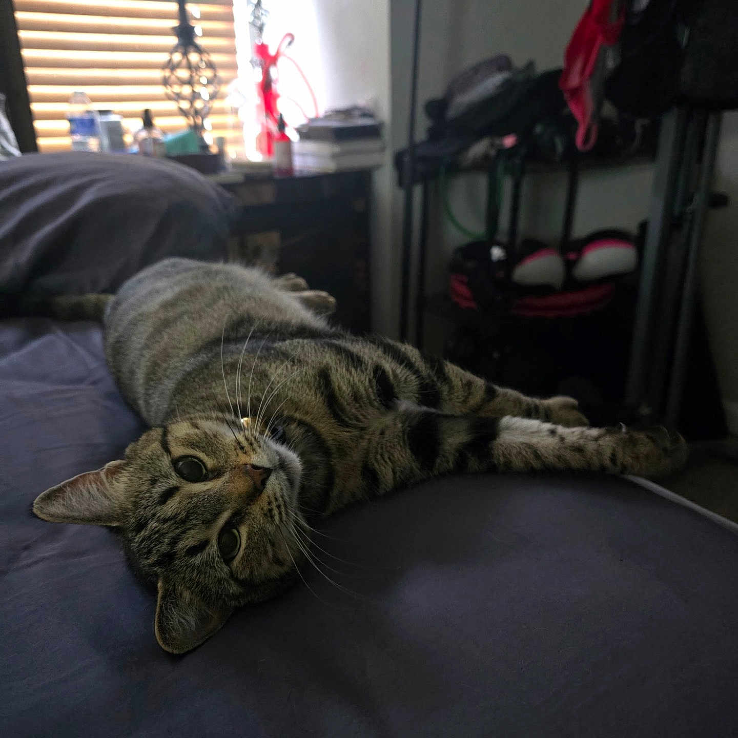 Tabbi is registered to the contest to win money with this photo: bed, cat, cozy, cute, furniture, gazing, home_interior, indoor, lamp, nightstand, pet, pillow, portrait, relaxed, soft_light, stretched_out, striped_fur, tabby_cat, whiskers, window_blinds