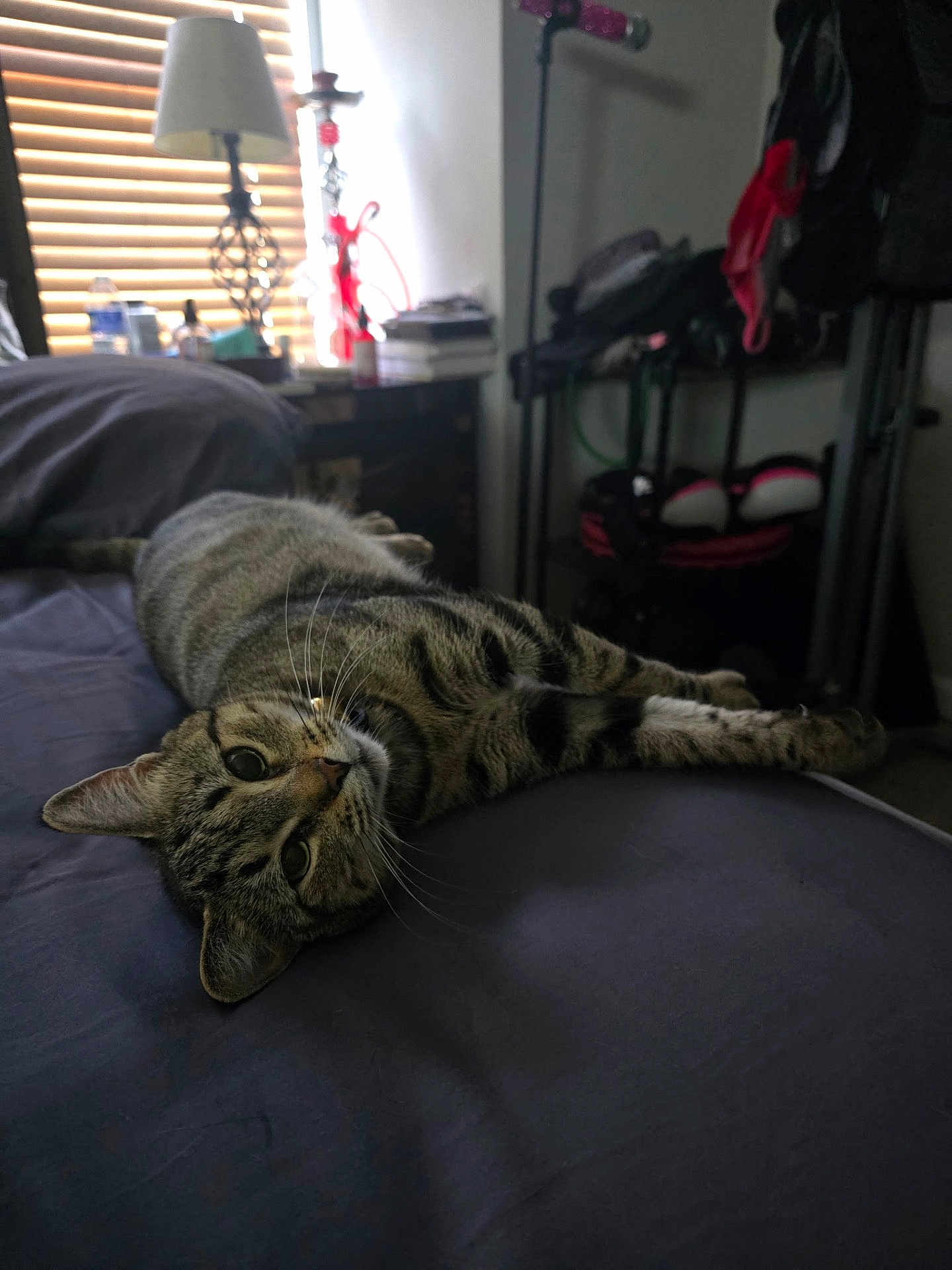 Tabbi is registered to the contest to win money with this photo: cat, tabby_cat, bed, pillow, lamp, window_blinds, nightstand, indoor, striped_fur, whiskers, relaxed, cute, pet, furniture, soft_light, stretched_out, gazing, cozy, home_interior, portrait