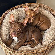 Rubis Et Poly a rejoint le concours — aidez-le/la à gagner de superbes lots ! puppies, dog_bed, wicker, brown, pet, indoor, cute, cozy, animal, snuggling, ears, curious, young, home, plush, furry, floor, two_animals, resting, companion