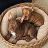 puppies, dog_bed, wicker, brown, pet, indoor, cute, cozy, animal, snuggling, ears, curious, young, home, plush, furry, floor, two_animals, resting, companion