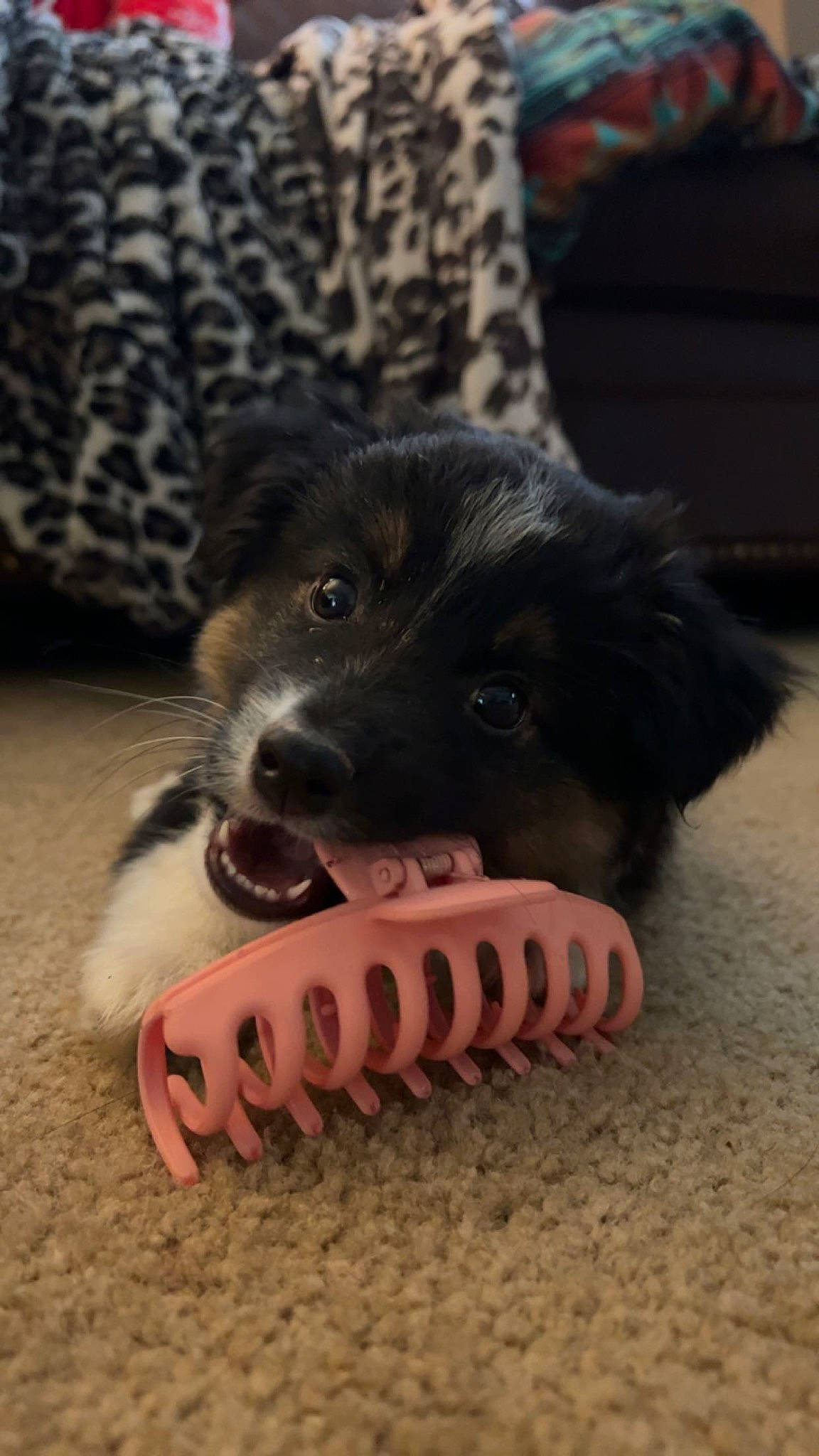 Kash is registered to the contest to win money with this photo: carmine, carnivore, companion_dog, couch, dog, dog_breed, dog_supply, fang, flooring, foot, fur, paw, pet_supply, snout, sporting_group, whiskers, working_dog