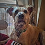 Carmel is registered to the contest to win money with this photo: dog, pet, indoor, blanket, curtain, window, fan, collar, fur, canine, resting, animal, portrait, domestic, cute, ears, snout, brown, relaxed, house